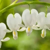 Tränendes Herz (Dicentra spectabilis 'Alba')