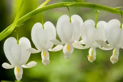 Tränendes Herz (Dicentra spectabilis 'Alba')
