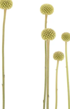 Trommelstöckchen (Craspedia globosa 'Golf Beauty') D 17 H 65 cm