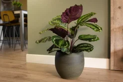 TS Blumentopf Dex grün D 19 H 16 cm