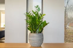 TS Blumentopf Dex weiß / grau D 19 H 16 cm