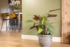 TS Blumentopf Dex weiß / grau D 28 H 25 cm