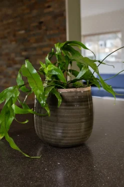 TS Blumentopf Iris grün D 21 H 17 cm