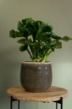 TS Blumentopf Iris grün D 15 H 14 cm