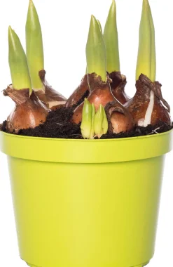 Tulpen (Tulipa 'Calgary') D 12 H 8 cm