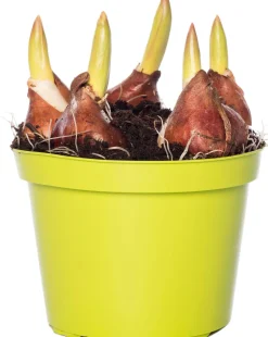 Tulpen (Tulipa 'Red Flair') D 12 H 8 cm