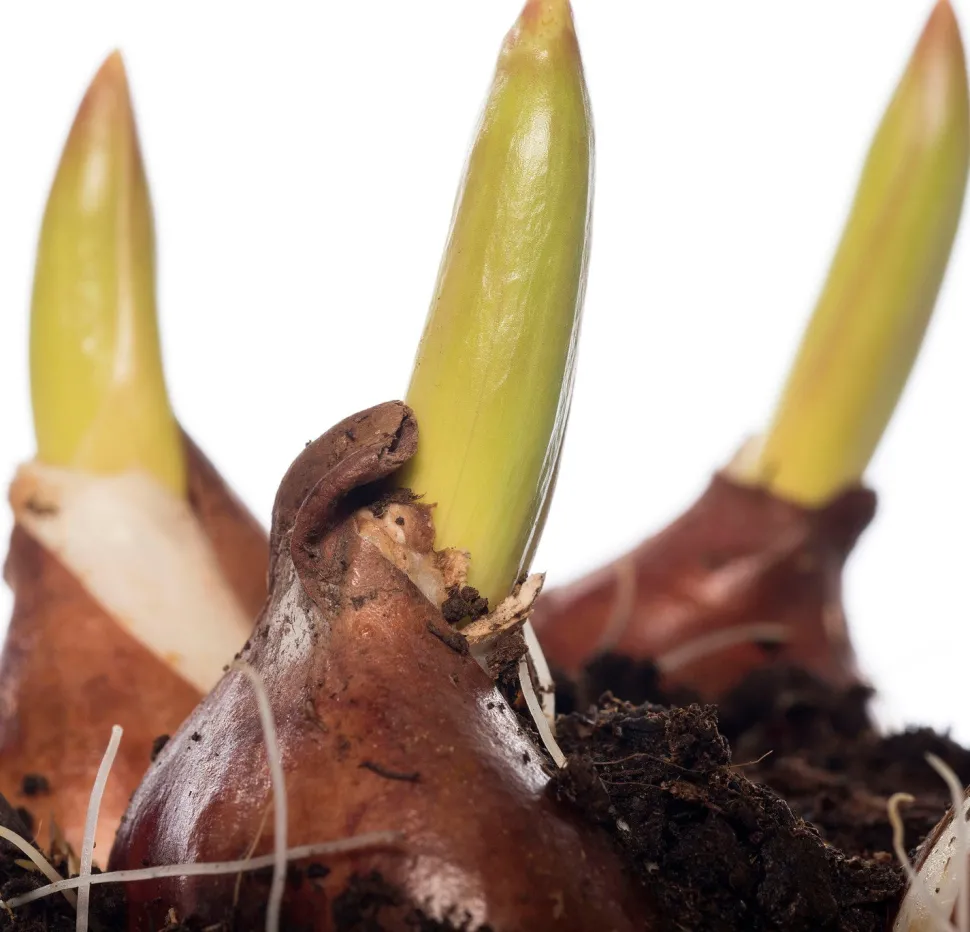 Tulpen (Tulipa 'Red Flair') D 12 H 8 cm