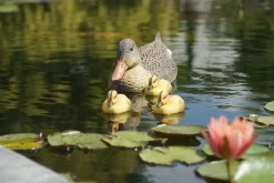 Ubbink Teichdeko Küken gelb 12,5 x 6,5 x 7 cm