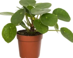 Ufopflanze (Pilea peperomioides) D 7 H 15 cm