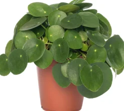 Ufopflanze (Pilea peperomoides) D 15 cm H 30 cm
