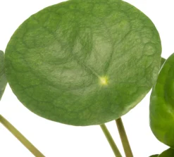 Ufopflanze (Pilea peperomoides) D 12 cm H 20 cm