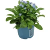 Vergissmeinnicht (Myosotis sylvestris 'Mon Amie') blauw D 10,5 H 25 cm