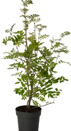 Vogelbeere (Sorbus aucuparia) D 19 H 30 cm