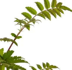 Vogelbeere (Sorbus aucuparia) D 19 H 30 cm