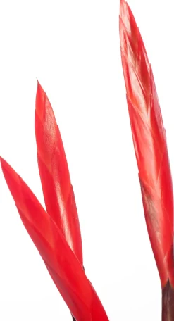 Vriesea (Vriesea 'Era Triplo') D 12 cm H 45 cm