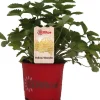 Walderdbeere (Fragaria vesca 'Yellow Wonder') D 12 H 25 cm