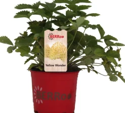 Walderdbeere (Fragaria vesca 'Yellow Wonder') D 12 H 25 cm