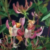 Waldgeißblatt (Lonicera periclymenum 'Serotina') D 23 H 210 cm