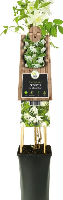 Waldrebe (Clematis alpina 'Albina Plena') D 17 H 75 cm