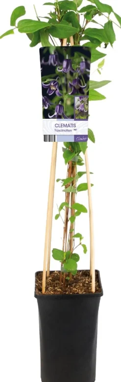 Waldrebe (Clematis 'Fascination') D 17 H 75 cm