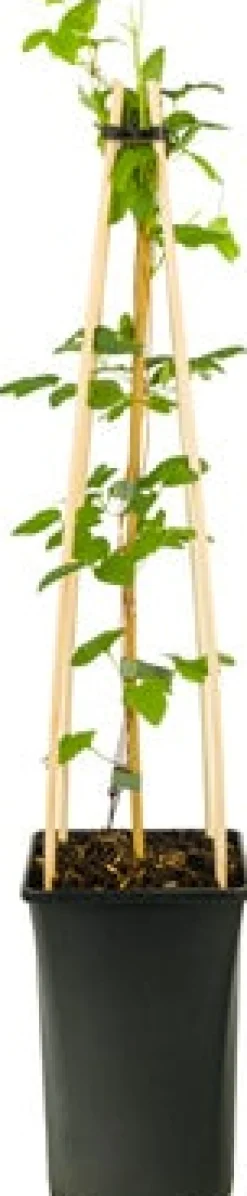 Waldrebe (Clematis 'Forever Friends') D 23 H 210 cm