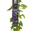 Waldrebe (Clematis 'Jackmanii') D 23 H 210 cm