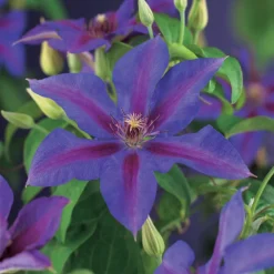 Waldrebe (Clematis 'Mrs. N. Thompson') D 16 H 75 cm