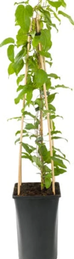 Waldrebe (Clematis 'Nelly Moser') D 23 H 210 cm