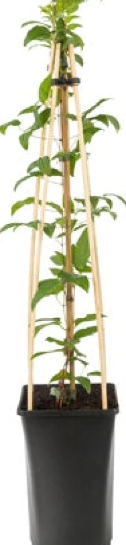 Waldrebe (Clematis 'Noora') D 16 H 75 cm