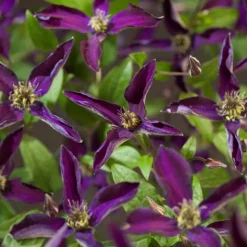 Waldrebe (Clematis 'Noora') D 16 H 75 cm