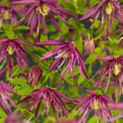 Waldrebe (Clematis 'Octopus' PBR) D 16 H 75 cm