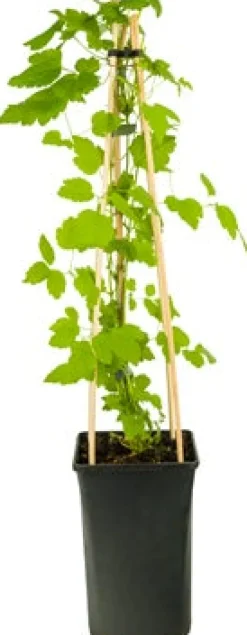 Waldrebe (Clematis 'Paul Farges') D 16 H 90 cm