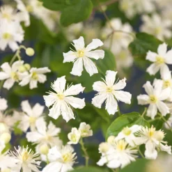 Waldrebe (Clematis 'Paul Farges') D 16 H 90 cm