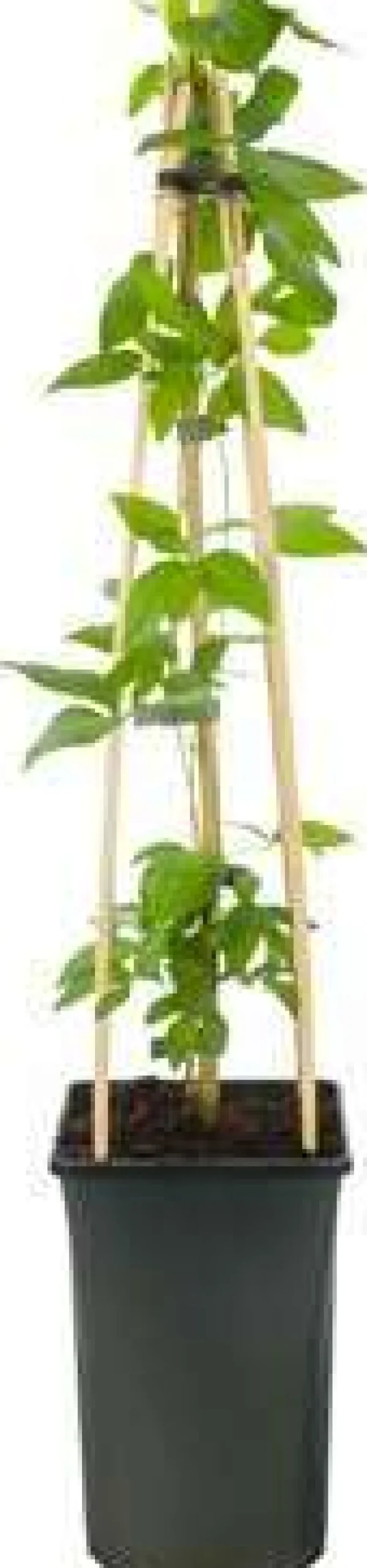 Waldrebe (Clematis 'Pernille') D 23 H 210 cm