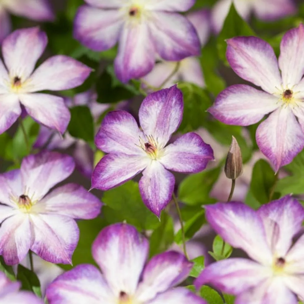 Waldrebe (Clematis 'Pernille') D 23 H 210 cm