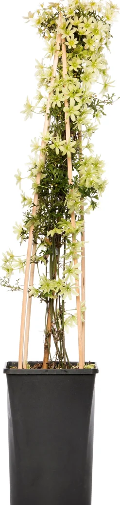 Waldrebe (Clematis 'Pixie') D 16 H 75 cm