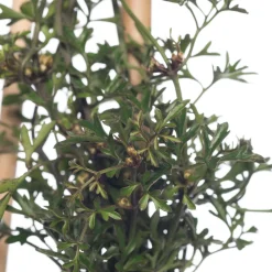 Waldrebe (Clematis 'Pixie') D 16 H 75 cm