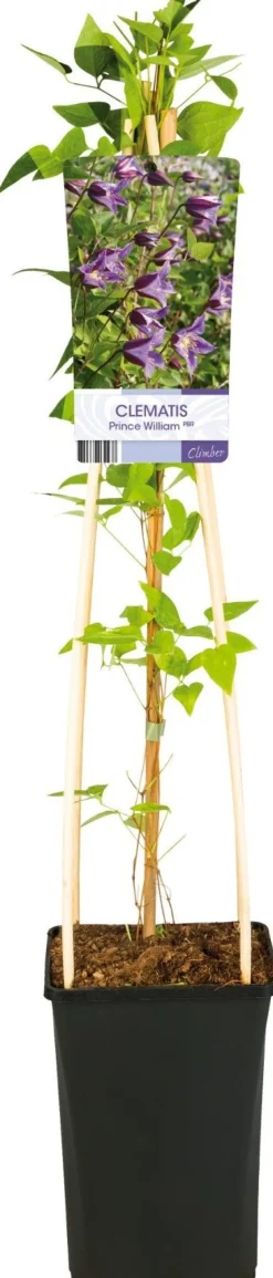Waldrebe (Clematis 'Prince William') D 17 H 75 cm