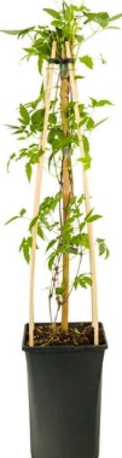 Waldrebe (Clematis 'Spiky') D 23 H 210 cm