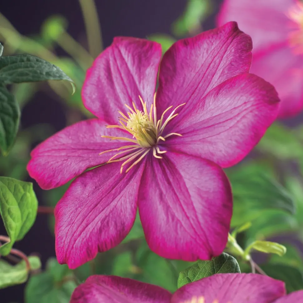 Waldrebe (Clematis 'Ville de Lyon') D 23 H 210 cm
