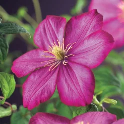 Waldrebe (Clematis 'Ville de Lyon') D 23 H 210 cm