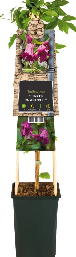 Waldrebe (Clematis vitalba 'Queen Mother') D 17 H 75 cm