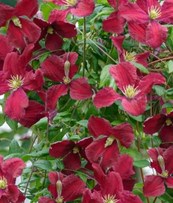 Waldrebe (Clematis vitalba 'Vitiwester') D 17 H 75 cm