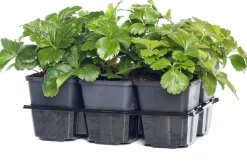 Waldsteinie (Waldsteinia ternata)