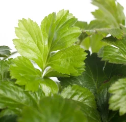 Waldsteinie (Waldsteinia ternata)