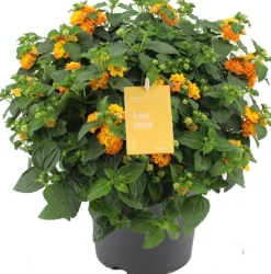Wandelröschen (Lantana camara 'Simon Orange') D 23 H 50 cm