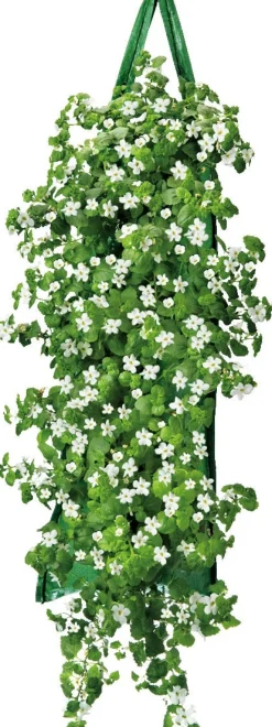 Wandhänger mit Begonie (Begonia) orange H 50 cm