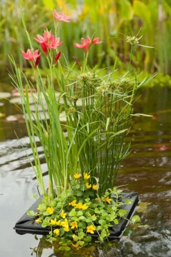 Wasserpflanzen Mix mit Schwimmkorb (Achillea Ptarmica)