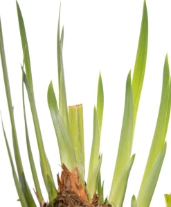 Wasserschwertlilie (Iris 'Rose Queen') D 9 H 20 cm