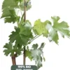 Weiße Weintraube (Vitis vinifera 'Müller-Thurgau') D 19 H 50 cm